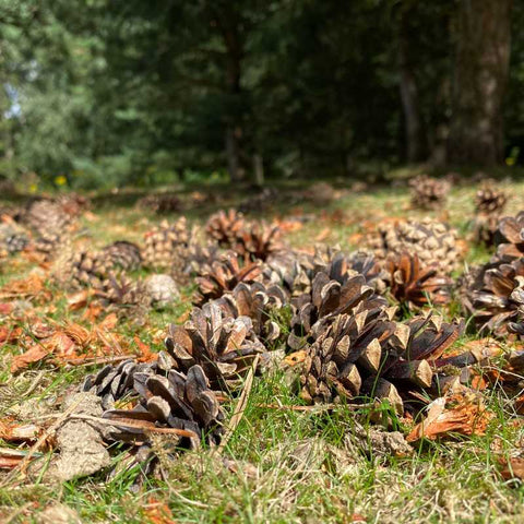 pine cones for winter decor