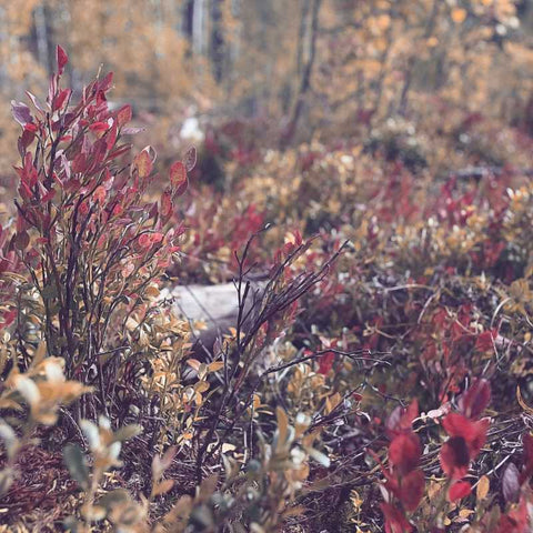 dried fall leaves for winter decor