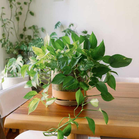 Indoor potted golden pothos growing lushly on a table