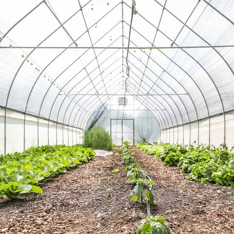 Rows of lettuce growing in a gothic style high tunnel with wood chip pathways between the rows of crops.