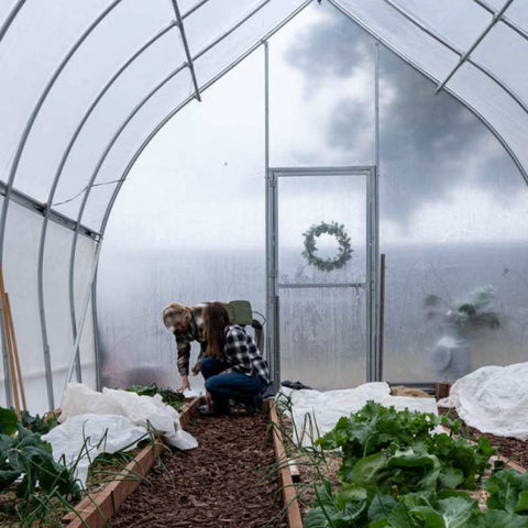 gothic high tunnel with winter crops growing, some covered with frost blanket