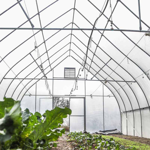 Internal view of a gothic style hoop house with an intake shutter near the peak, roller hooks on trellis wires and crops growing in ground.