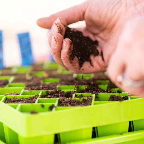 green air prune tray