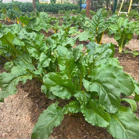 Greens growing in row on an urban farm