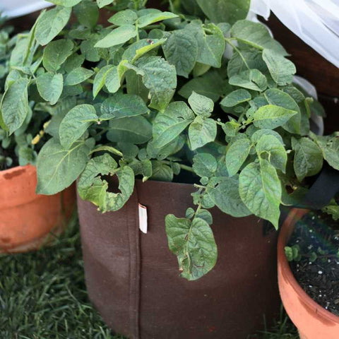 Foliage of potato plants growing out of the top of a brown felt grow bag.