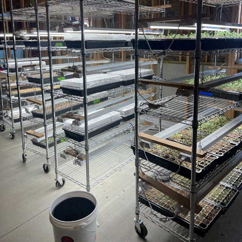 grow racks set up for seed starting in a basement