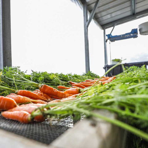 harvested carrots in container