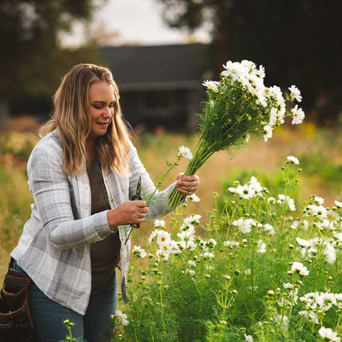 Flower farmer in a field making a bouquet of long stems of white cosmos flowers.