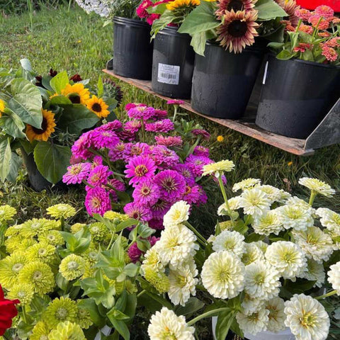 Harvested Cut Flowers in Buckets