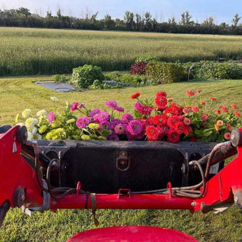 Collecting Harvested Cut Flowers in a Tractor Bucket
