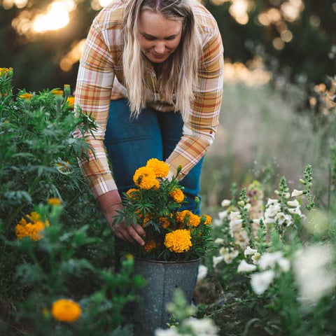 Female farmer harvesting large orange marigolds in a field next to snap dragons.