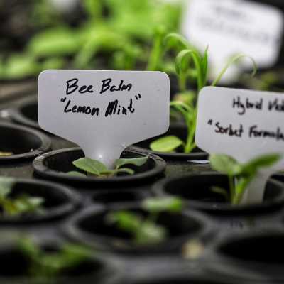 Net pots in a black tray holding herb seedlings. Small sign labels them as Bee Balm Lemon Mint.