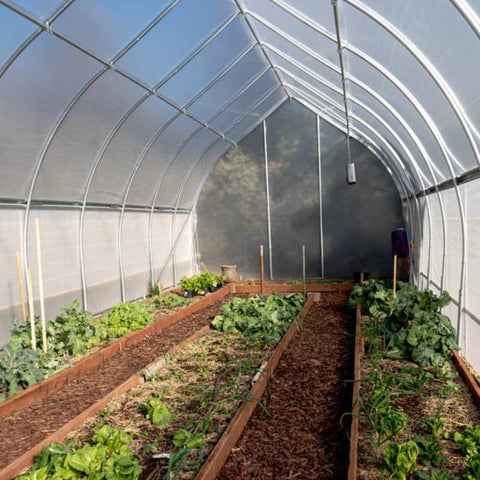 Usa Made Gothic Greenhouse Kit planted with greens vegetables in raised beds with mulched pathways