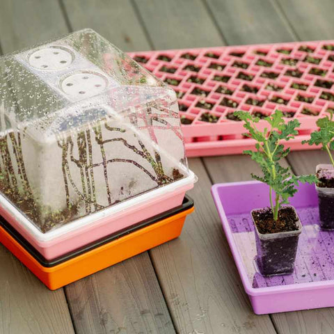 1010 tray of microgreens with clear humidity dome with seedlings in the background