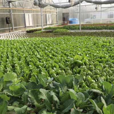 Hydro lettuce in a controlled greenhouse