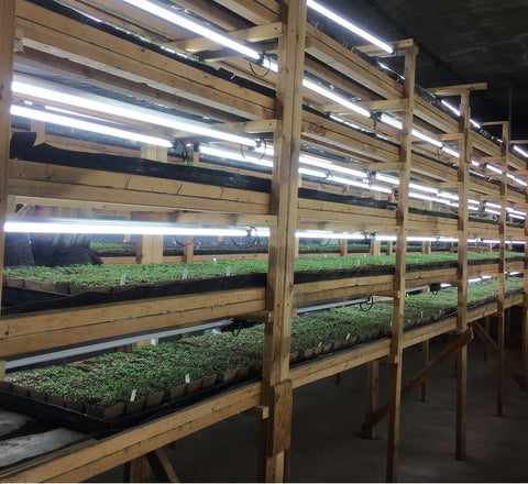 Aquaponic Farms | Learn About the Roots of the Aquaponics ...