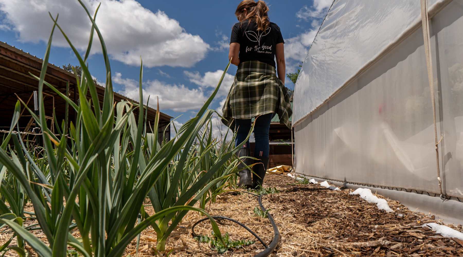 in ground rows of onions planted near hoop house