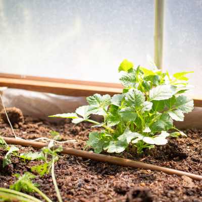 Irrigation in a Hoop House with Growing Crops