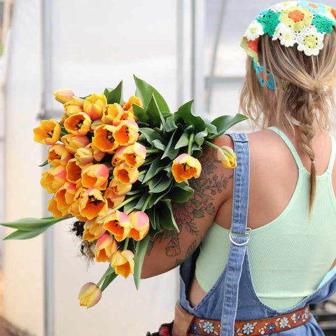 Tulips Growing in a Gothic Hoop House and Female Flower Farmer Holding Bouquet of Harvested Tulips