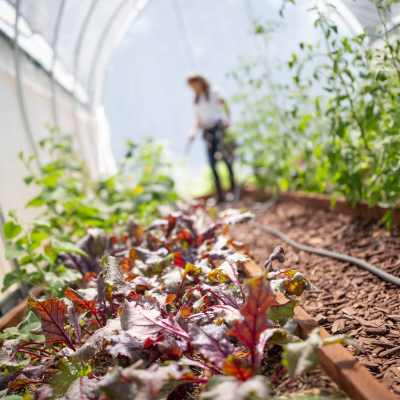 Lady Gardener Watering Lettuce in a Hoop House