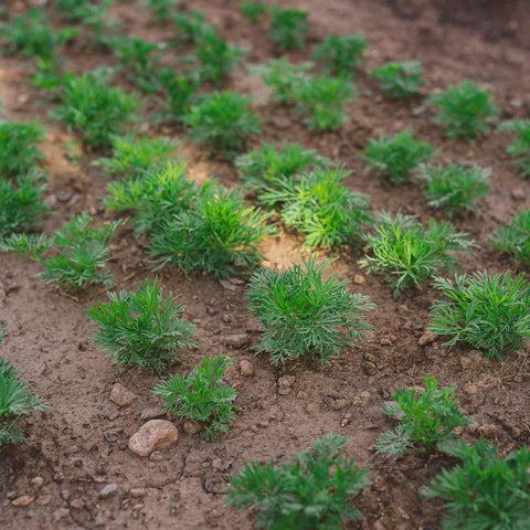 Small larkspur plants planted in rows on a flower farm.