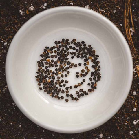 Larkspur seeds in a white bowl sitting a tray of soil.