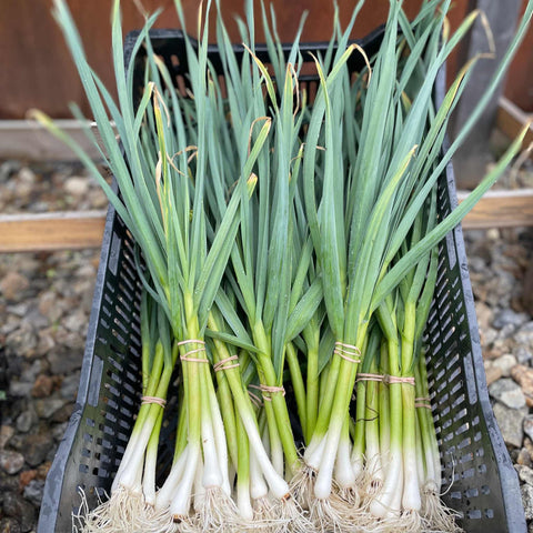 Black basket holding bunches of green onions.