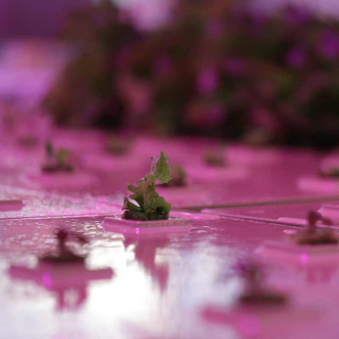 deep water culture raft board with lettuce under purple lighting