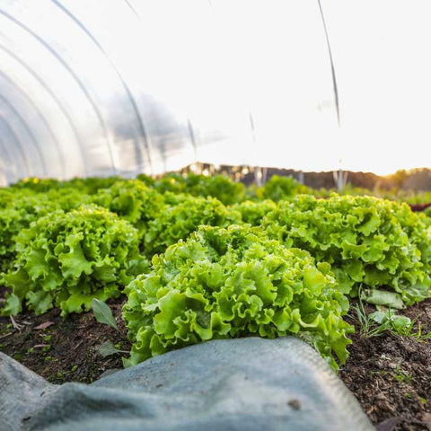 Full heads of lettuce growing in a cat tunnel