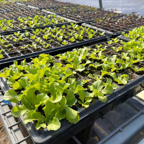 trays of lettuce starts at a market farm