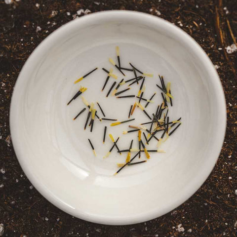 A bunch of marigold seeds in a ceramic white bowl sitting in a tray of soil.