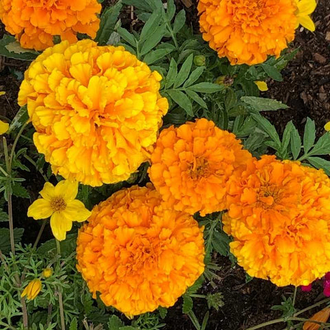 Marigolds densely planted as a companion plant in the garden