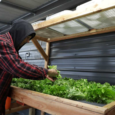 Washing Lettuce