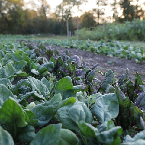 Greens Growing on a Market Farm