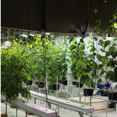 NFT Beds with plants growing indoors. Dutch buckets are also shown in the background.