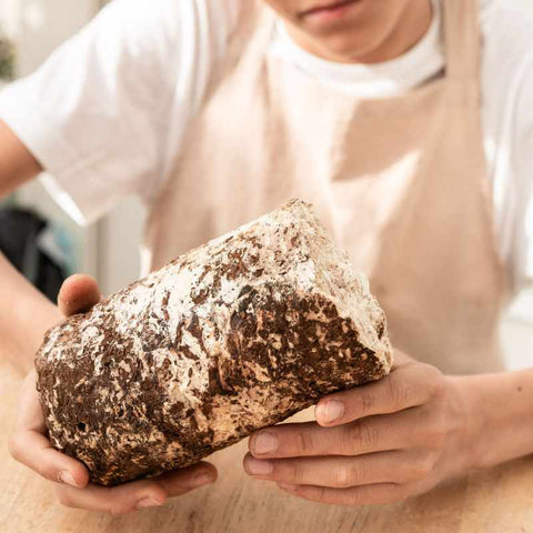 young man observing mushroom log