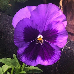 Pansy 