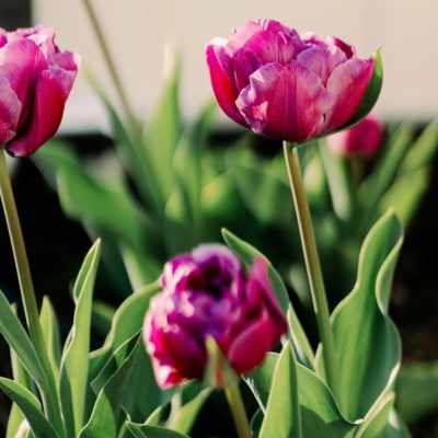 Magenta tulips growing in a raised bed.