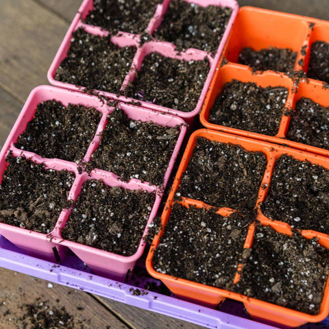 4 cell plug trays in pink and orange filled with dirt resting in a 1010 tray