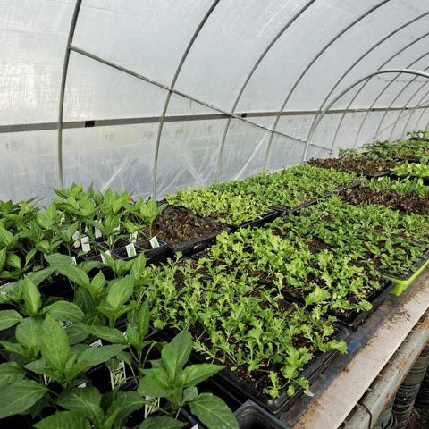 Seedlings in a high tunnel ready for market