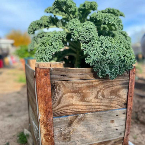 broccoli in raised bed planter