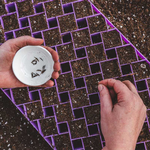 A farmer's hands planting cosmos seeds into a purple 72-cell air pruning tray