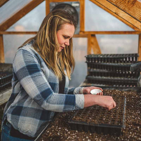 Woman farmer in a greenhouse planting larkspur seed in 128 cell seed starting tray