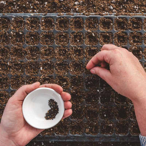 Two hands planting larkspur seeds in 128 cell seed starting tray.