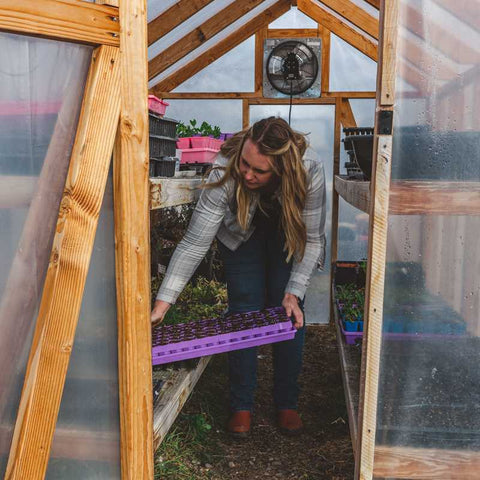 Blonde female farmer stacking planted 72 cell purple air prune trays in her greenhouse.