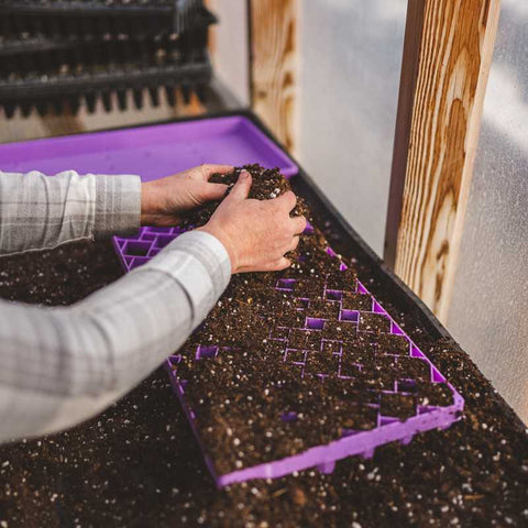 The hands of a female farmer planting marigold seeds into a purple 72 cell air prune tray.