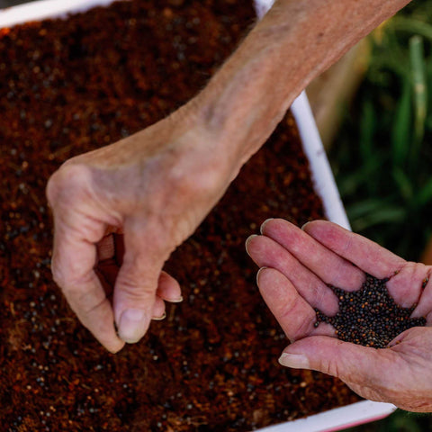 PlantingMicrogreens