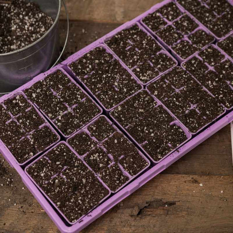 6 cells planted with tomato seeds