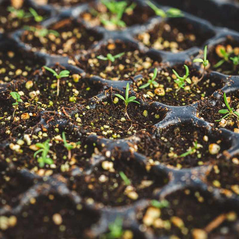 Close view of tiny poppy seedlings growing in a 128-cell tray.