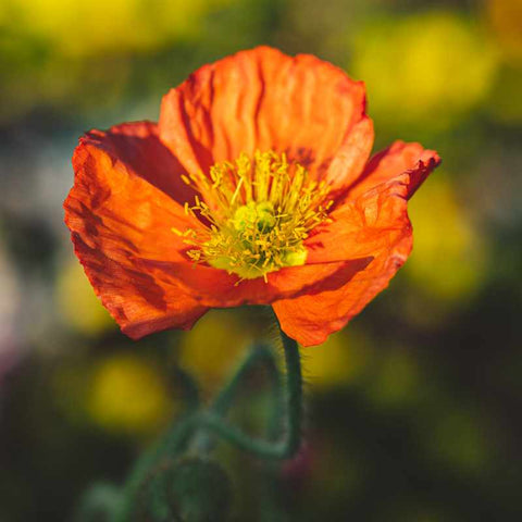 Close up of an orange poppy with crinkled petals and a yellow center.